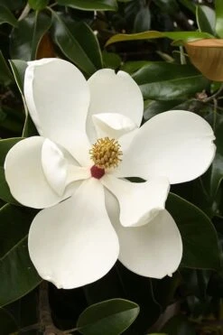 Teddy Bear Dwarf Southern Magnolia - 7 Gallon Pot (3-4') -Wilson Bros Gardens magnolia teddy bear 3
