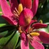 Stellar Ruby Magnolia Single Trunk Tree (Banana Shrub Hybrid) - 7 Gallon Pot (4-5') 1 Stellar Ruby Magnolia Single Trunk Tree (Banana Shrub Hybrid) - 7 Gallon Pot (4-5') -Wilson Bros Gardens magnolia x figo stellar ruby 100