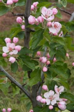 American Sweet Crabapple Tree (Malus Coronaria) - 1 Gallon Pot -Wilson Bros Gardens malus coronaria american sweet crabapple 2