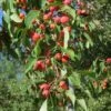 American Sweet Crabapple Tree (Malus Coronaria) - 1 Gallon Pot 1 American Sweet Crabapple Tree (Malus Coronaria) - 1 Gallon Pot -Wilson Bros Gardens malus coronaria american sweet crabapple 4