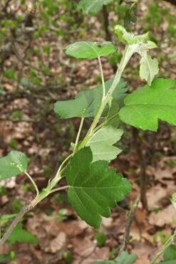American Sweet Crabapple Tree (Malus Coronaria) - 1 Gallon Pot -Wilson Bros Gardens malus coronaria american sweet crabapple 5