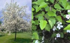 American Sweet Crabapple Tree (Malus Coronaria) - 1 Gallon Pot -Wilson Bros Gardens malus coronaria american sweet crabapple 6