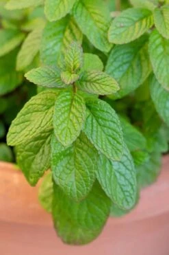 The Best Spearmint (Mentha Spicata 'Mint The Best)) - 6 Pack Of Pint Pots -Wilson Bros Gardens mentha spicata mint the best spearmint 1