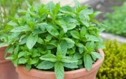 The Best Spearmint (Mentha Spicata 'Mint The Best)) - 6 Pack Of Pint Pots -Wilson Bros Gardens mentha spicata mint the best spearmint 2