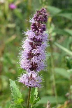 The Best Spearmint (Mentha Spicata 'Mint The Best)) - 6 Pack Of Pint Pots -Wilson Bros Gardens mentha spicata mint the best spearmint 4
