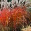 Flame Grass (Miscanthus 'Purpurascens') - 1 Gallon Pot -Wilson Bros Gardens miscanthus purpurascens flame grass 10