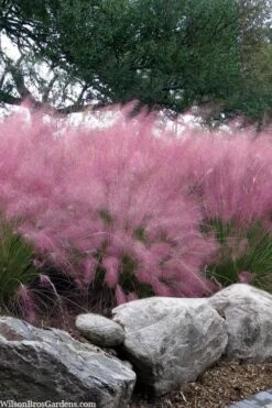 Pink Muhly Grass - Cotton Candy Grass - 1 Gallon Pot -Wilson Bros Gardens muhlenbergia capillaris pink muhly cotton candy grass 202