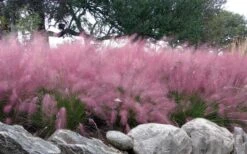 Pink Muhly Grass - Cotton Candy Grass - 1 Gallon Pot -Wilson Bros Gardens muhlenbergia capillaris pink muhly cotton candy grass 204