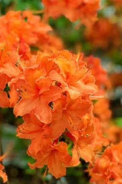 Mandarin Lights Cold Hardy Azalea (Rhododendron) - 1 Gallon Pot 10 Mandarin Lights Cold Hardy Azalea (Rhododendron) - 1 Gallon Pot -Wilson Bros Gardens native azalea mandarin lights 1