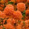 Mandarin Lights Cold Hardy Azalea (Rhododendron) - 1 Gallon Pot -Wilson Bros Gardens native azalea mandarin lights 2