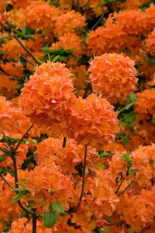 Mandarin Lights Cold Hardy Azalea (Rhododendron) - 1 Gallon Pot 3 Mandarin Lights Cold Hardy Azalea (Rhododendron) - 1 Gallon Pot