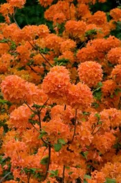 Mandarin Lights Cold Hardy Azalea (Rhododendron) - 1 Gallon Pot 11 Mandarin Lights Cold Hardy Azalea (Rhododendron) - 1 Gallon Pot -Wilson Bros Gardens native azalea mandarin lights 3