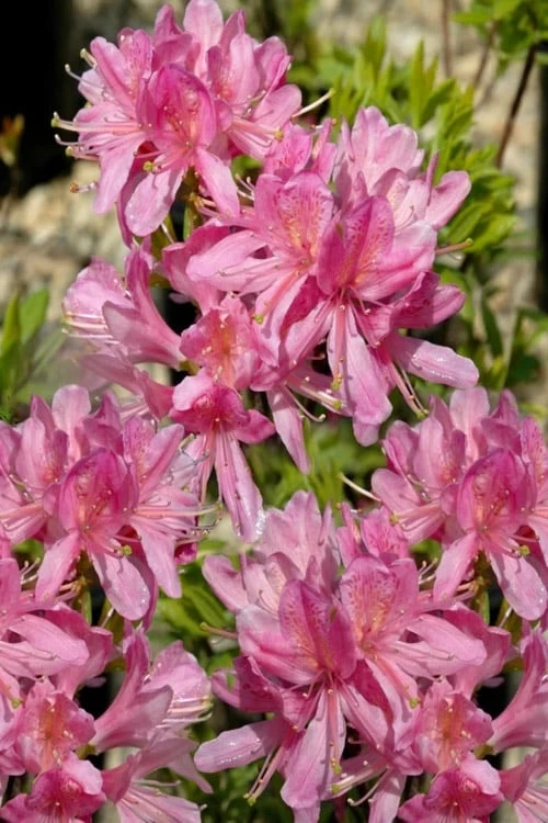 Western Lights Cold Hardy Azalea (Rhododendron) - 3 Gallon Pot 3 Western Lights Cold Hardy Azalea (Rhododendron) - 3 Gallon Pot