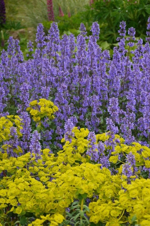 Summer Magic Catmint (Nepeta Grandiflora) - 1 Gallon Pot 3 Summer Magic Catmint (Nepeta Grandiflora) - 1 Gallon Pot