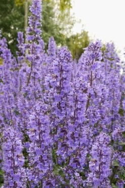 Summer Magic Catmint (Nepeta Grandiflora) - 1 Gallon Pot 12 Summer Magic Catmint (Nepeta Grandiflora) - 1 Gallon Pot -Wilson Bros Gardens nepeta grandiflora summer magic catmint 3