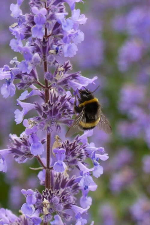 Summer Magic Catmint (Nepeta Grandiflora) - 1 Gallon Pot 8 Summer Magic Catmint (Nepeta Grandiflora) - 1 Gallon Pot - Image 6