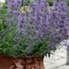 Little Trudy Catmint - 5 Pack Of Quart Pots 1 Little Trudy Catmint - 5 Pack Of Quart Pots -Wilson Bros Gardens nepeta little trudy catmint 11