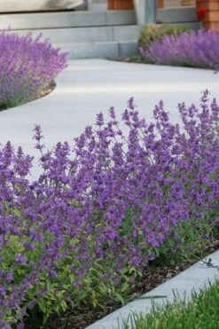Little Trudy Catmint - 5 Pack Of Quart Pots 13 Little Trudy Catmint - 5 Pack Of Quart Pots -Wilson Bros Gardens nepeta little trudy catmint 3