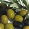 Arbequina Olive Tree - 2 Gallon Pot 1 Arbequina Olive Tree - 2 Gallon Pot -Wilson Bros Gardens olive arbequina 5