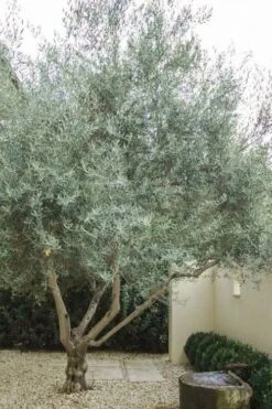 Arbequina Olive Tree - 2 Gallon Pot -Wilson Bros Gardens olive tree arbequina 4