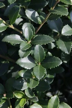 Delavay Tea Olive (Osmanthus Delavayi) - 2 Gallon Pot -Wilson Bros Gardens osmanthus delavayi delavay tea olive 10