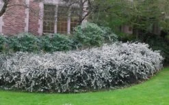 Delavay Tea Olive (Osmanthus Delavayi) - 2 Gallon Pot -Wilson Bros Gardens osmanthus delavayi delavay tea olive 6