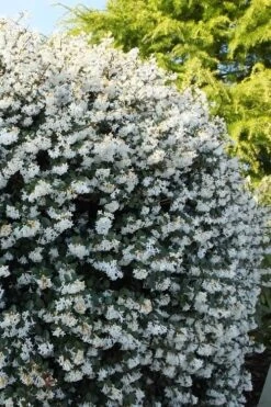 Delavay Tea Olive (Osmanthus Delavayi) - 2 Gallon Pot