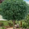 Fruitland's Fortune Tea Olive Single Trunk Tree - 7 Gallon Pot (4-5') -Wilson Bros Gardens osmanthus fortunei fruitlandii tea olive tree 2