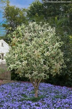 Pink Flush Variegated Tea Olive (Osmanthus Fragrans 'Yinbi Shuanghui') - 2 Gallon Pot -Wilson Bros Gardens osmanthus frangrans yinbi shuangui variegated tea olive 8