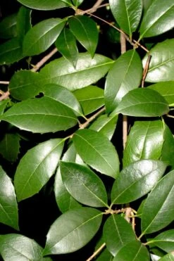 Fruitland's Fortune Tea Olive Single Trunk Tree - 7 Gallon Pot (4-5') -Wilson Bros Gardens osmanthus fruitlands fortune tea olive 1