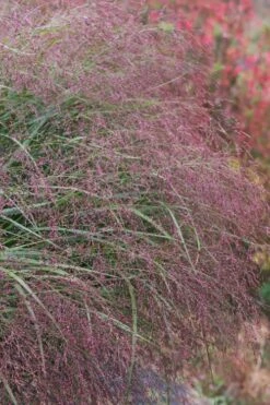 Squaw Switch Grass (Panicum Virgatum) - 1 Gallon Pot -Wilson Bros Gardens panicum virgatum squaw switch grass 5
