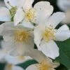 Sweet Mock Orange (Philadelphus Coronarius) - 3 Gallon Pot -Wilson Bros Gardens philadelphus coronarius mock orange 2