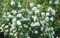 Illuminati Arch Mock Orange (Philadelphus Coronarius) - 3 Gallon Pot 11 Illuminati Arch Mock Orange (Philadelphus Coronarius) - 3 Gallon Pot -Wilson Bros Gardens philadelphus illuminati arch mock orange 4