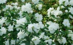 Illuminati Arch Mock Orange (Philadelphus Coronarius) - 3 Gallon Pot 10 Illuminati Arch Mock Orange (Philadelphus Coronarius) - 3 Gallon Pot -Wilson Bros Gardens philadelphus illuminati arch mock orange 5