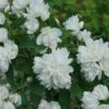 Illuminati Arch Mock Orange (Philadelphus Coronarius) - 3 Gallon Pot -Wilson Bros Gardens philadelphus illuminati arch mock orange 7