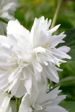 Minnesota Snowflake Mock Orange (Philadelphus) - 1 Gallon Pot -Wilson Bros Gardens philadelphus minnesota snowflake mock orange 3