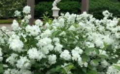 Minnesota Snowflake Mock Orange (Philadelphus) - 1 Gallon Pot -Wilson Bros Gardens philadelphus minnesota snowflake mock orange 5