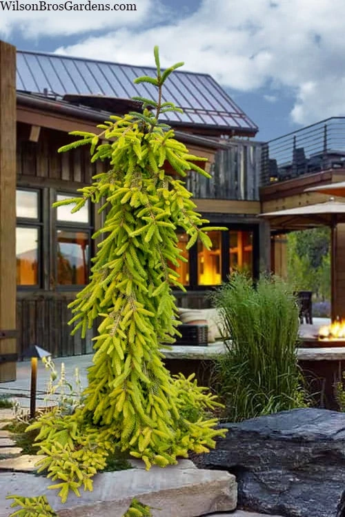 Gold Drift Weeping Norway Spruce (Picea Abies) - 6 Gallon Pot 3 Gold Drift Weeping Norway Spruce (Picea Abies) - 6 Gallon Pot