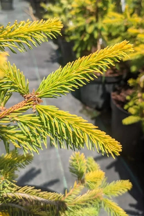 Gold Drift Weeping Norway Spruce (Picea Abies) - 6 Gallon Pot 6 Gold Drift Weeping Norway Spruce (Picea Abies) - 6 Gallon Pot - Image 4