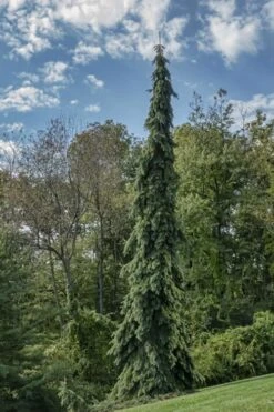 Weeping White Spruce (Picea Glauca 'Pendula') - 5 Gallon Pot -Wilson Bros Gardens picea glauca pendula weeping white spruce 21