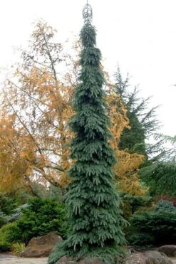 Weeping White Spruce (Picea Glauca 'Pendula') - 5 Gallon Pot -Wilson Bros Gardens picea glauca pendula weeping white spruce 3