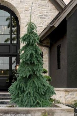 Weeping White Spruce (Picea Glauca 'Pendula') - 5 Gallon Pot -Wilson Bros Gardens picea glauca pendula weeping white spruce 7