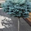 Dwarf Globe Blue Spruce Topiary Tree (Picea Pungens 'Globosa') - 5 Gallon Pot -Wilson Bros Gardens picea pungens glauca globosa dwarf globe colorad0 blue spruce topiary tree 1