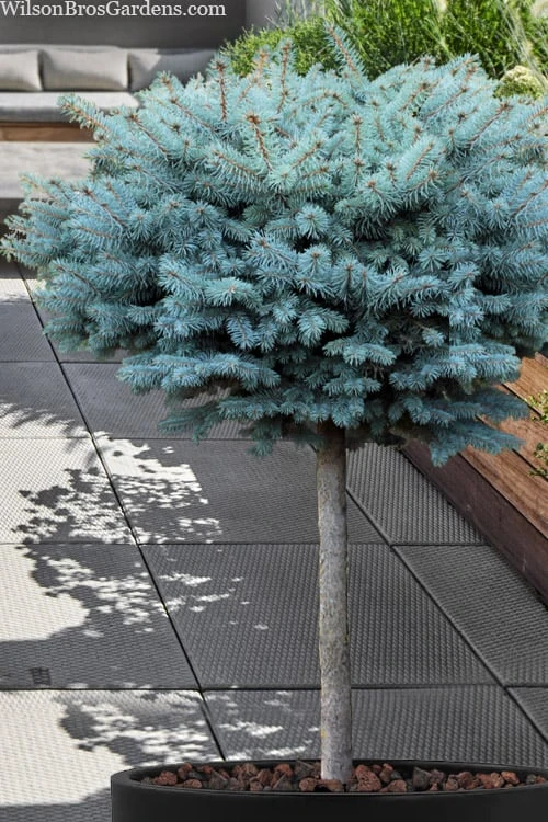 Dwarf Globe Blue Spruce Topiary Tree (Picea Pungens 'Globosa') - 5 Gallon Pot 3 Dwarf Globe Blue Spruce Topiary Tree (Picea Pungens 'Globosa') - 5 Gallon Pot
