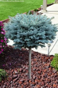 Dwarf Globe Blue Spruce Topiary Tree (Picea Pungens 'Globosa') - 5 Gallon Pot 10 Dwarf Globe Blue Spruce Topiary Tree (Picea Pungens 'Globosa') - 5 Gallon Pot -Wilson Bros Gardens picea pungens glauca globosa dwarf globe colorado blue spruce topiary tree 2