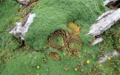 Elfin Creeping Thyme - Thymus Serpyllum Elfin - 3 Pack Of Pint Pots -Wilson Bros Gardens picture creeping thyme elfin 4