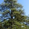 Pitch Pine Tree (Pinus Rigida) - 3 Gallon Pot 2 Pitch Pine Tree (Pinus Rigida) - 3 Gallon Pot -Wilson Bros Gardens pinus rigida pitch pine 4