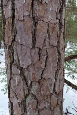 Pitch Pine Tree (Pinus Rigida) - 3 Gallon Pot -Wilson Bros Gardens pinus rigida pitch pine 7