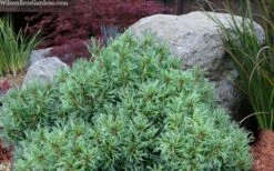 Vercurve Eastern White Pine (Pinus Strobus) - 3 Gallon Pot -Wilson Bros Gardens pinus strobus vercurve twisted needle dwarf eatern white pine 6