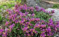 Rhodoptera Chapparal Pea (Polygala Chamaebuxus) - 1 Gallon Pot 14 Rhodoptera Chapparal Pea (Polygala Chamaebuxus) - 1 Gallon Pot -Wilson Bros Gardens polygaloides chamaebuxus rhodoptera shrubby milkwort 7